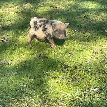Campsite Au Coeur De La Nature Le Grand-Luce