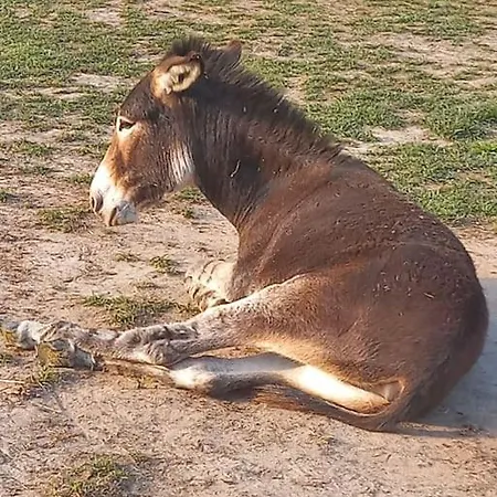 Au Coeur De La Nature Campsite Le Grand-Luce