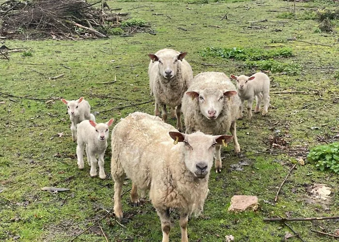 Au Coeur De La Nature 캠프장 *