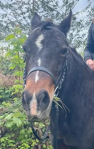 Au Coeur De La Nature 캠프장 *